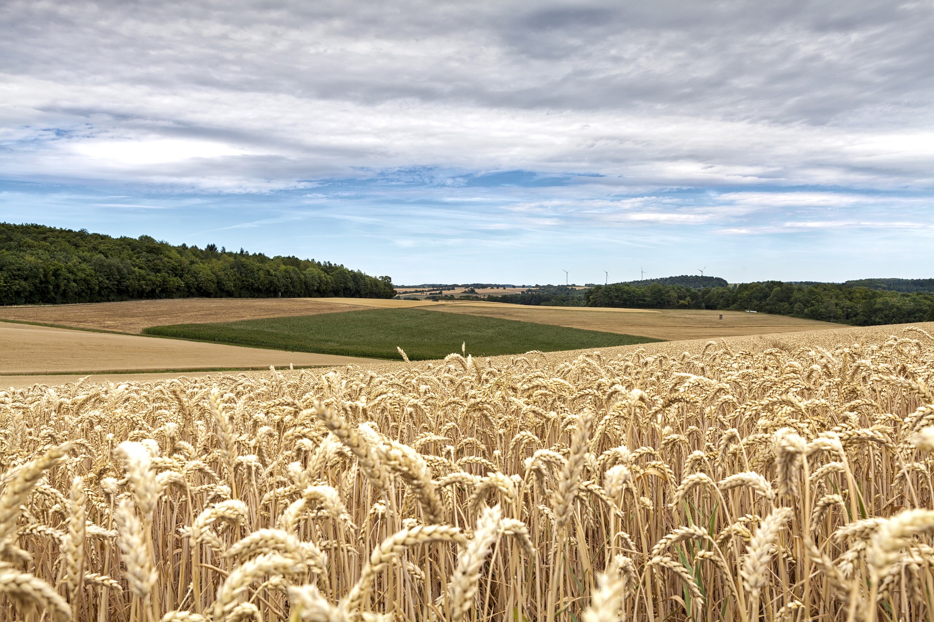 Культура и где растет. Поле пшеницы. Поля с зерновыми культурами. Ячменное поле. Сельскохозяйственный ландшафт.