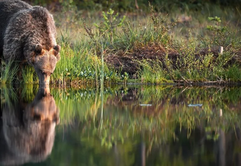 big-brown-bear-drinking-from-lake-its-mirroring-reflection-water