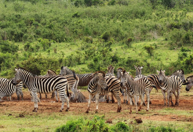 herd-beautiful-zebras-grass-covered-fields-near-hill-forest