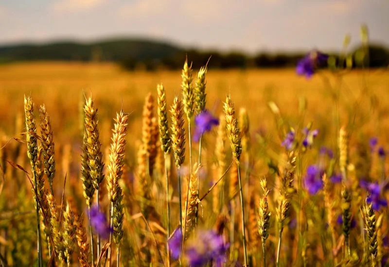 wheat-growing-field